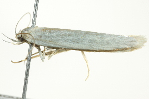  ( - BIOUG02124-C05)  @12 [ ] CreativeCommons - Attribution (2012) CBG Photography Group Centre for Biodiversity Genomics