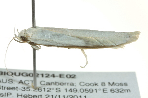  ( - BIOUG02124-E02)  @12 [ ] CreativeCommons - Attribution (2012) CBG Photography Group Centre for Biodiversity Genomics