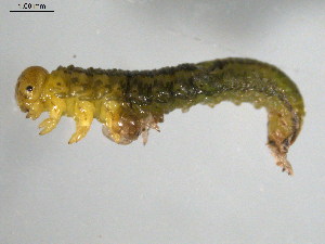  ( - 10PROBE-18707)  @12 [ ] CreativeCommons - Attribution (2010) CBG Photography Group Centre for Biodiversity Genomics