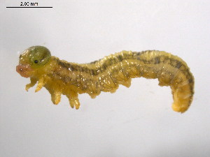  ( - 10PROBE-19521)  @12 [ ] CreativeCommons - Attribution (2010) CBG Photography Group Centre for Biodiversity Genomics