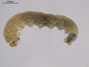  ( - 10PROBE-25944)  @12 [ ] CreativeCommons - Attribution (2010) CBG Photography Group Centre for Biodiversity Genomics