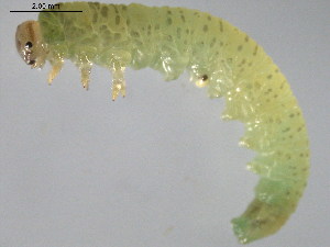  ( - 10PROBE-26569)  @12 [ ] CreativeCommons - Attribution (2010) CBG Photography Group Centre for Biodiversity Genomics