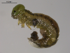  ( - 10PROBE-26654)  @12 [ ] CreativeCommons - Attribution (2010) CBG Photography Group Centre for Biodiversity Genomics