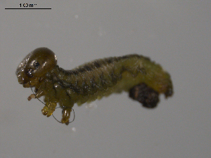  ( - 10PROBE-26656)  @12 [ ] CreativeCommons - Attribution (2010) CBG Photography Group Centre for Biodiversity Genomics