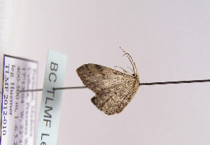  (Idaea maderae - TLMF Lep 04728)  @12 [ ] CreativeCommons - Attribution Non-Commercial Share-Alike (2011) Peter Huemer Tiroler Landesmuseum Ferdinandeum