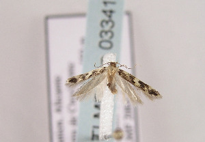  ( - TLMF Lep 03341)  @12 [ ] CreativeCommons - Attribution Non-Commercial Share-Alike (2011) Peter Huemer Tiroler Landesmuseum Ferdinandeum