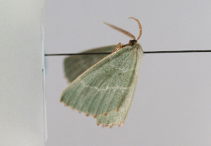  ( - TLMF Lep 06094)  @12 [ ] CreativeCommons - Attribution Non-Commercial Share-Alike (2011) Peter Huemer Tiroler Landesmuseum Ferdinandeum