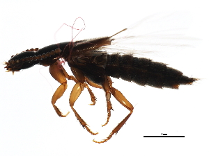  ( - 10PHMAL-0285)  @13 [ ] CreativeCommons - Attribution (2011) CBG Photography Group Centre for Biodiversity Genomics
