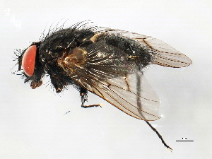  ( - 10PHMAL-0945)  @14 [ ] CreativeCommons - Attribution (2011) CBG Photography Group Centre for Biodiversity Genomics