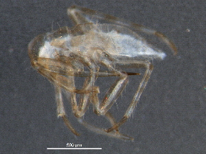  ( - BIOUG02944-B07)  @13 [ ] CreativeCommons - Attribution (2012) CBG Photography Group Centre for Biodiversity Genomics