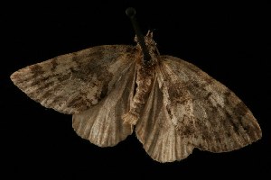  ( - moth27.02SA)  @13 [ ] CreativeCommons - Attribution (2010) CBG Photography Group Centre for Biodiversity Genomics