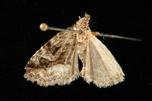  ( - moth213.02SA)  @13 [ ] CreativeCommons - Attribution (2010) CBG Photography Group Centre for Biodiversity Genomics