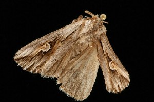  ( - 04HBL00911)  @12 [ ] CreativeCommons - Attribution (2010) CBG Photography Group Centre for Biodiversity Genomics