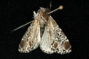  ( - Moth 420.03SA)  @12 [ ] CreativeCommons - Attribution (2010) CBG Photography Group Centre for Biodiversity Genomics
