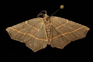  (Metanema inatomaria - moth1970.02)  @15 [ ] CreativeCommons - Attribution (2010) CBG Photography Group Centre for Biodiversity Genomics