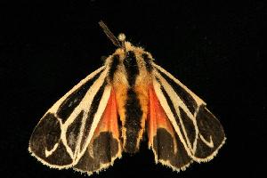  ( - moth2374.02)  @12 [ ] CreativeCommons - Attribution (2010) CBG Photography Group Centre for Biodiversity Genomics