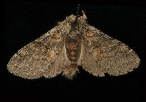  ( - moth360.01)  @13 [ ] CreativeCommons - Attribution (2010) CBG Photography Group Centre for Biodiversity Genomics