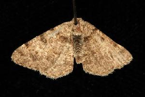  ( - moth440.02)  @12 [ ] CreativeCommons - Attribution (2010) CBG Photography Group Centre for Biodiversity Genomics