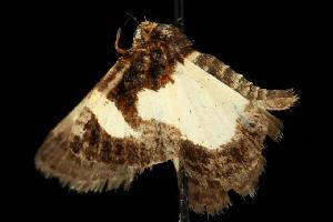  ( - moth610.02)  @12 [ ] CreativeCommons - Attribution (2010) CBG Photography Group Centre for Biodiversity Genomics