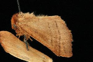  ( - moth758.02)  @12 [ ] CreativeCommons - Attribution (2010) CBG Photography Group Centre for Biodiversity Genomics