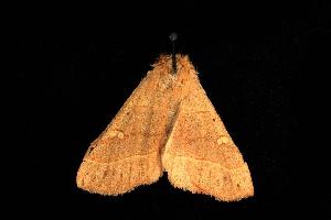  ( - moth882.02)  @12 [ ] CreativeCommons - Attribution (2010) CBG Photography Group Centre for Biodiversity Genomics