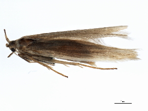  ( - 10PHMAL-1697)  @12 [ ] CreativeCommons - Attribution (2011) CBG Photography Group Centre for Biodiversity Genomics