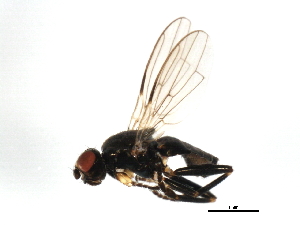  ( - 10PHMAL-1199)  @13 [ ] CreativeCommons - Attribution (2011) CBG Photography Group Centre for Biodiversity Genomics