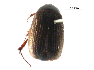  ( - 10PHMAL-2419)  @13 [ ] CreativeCommons - Attribution (2016) CBG Photography Group Centre for Biodiversity Genomics