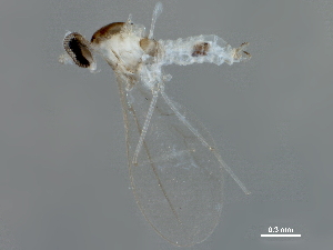  ( - 10PHMAL-3023)  @12 [ ] CreativeCommons - Attribution (2019) CBG Photography Group Centre for Biodiversity Genomics