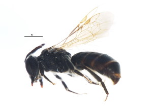  (Andrena melanochroa - BIOUG00821-H09)  @15 [ ] CC-0 (2011) CBG Photography Group Centre for Biodiversity Genomics