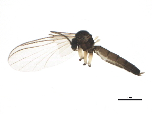  ( - BIOUG01433-C01)  @13 [ ] CreativeCommons - Attribution (2012) CBG Photography Group Centre for Biodiversity Genomics