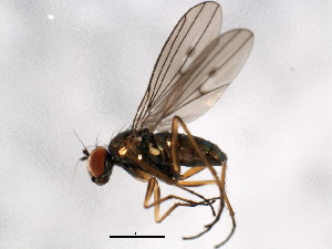  (Campsicnemus alexanderi - BIOUG01389-B05)  @14 [ ] CreativeCommons - Attribution (2012) CBG Photography Group Centre for Biodiversity Genomics