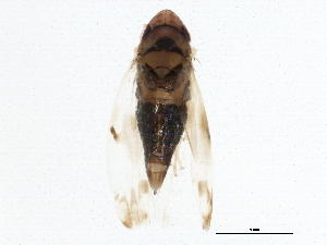  ( - BIOUG01516-D03)  @13 [ ] CreativeCommons - Attribution (2012) CBG Photography Group Centre for Biodiversity Genomics