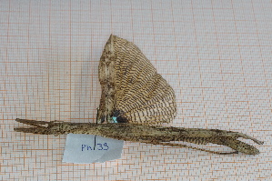  (Metriophasma stollii - Ph39)  @11 [ ] No Rights Reserved  Unspecified Unspecified