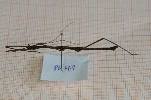  ( - Ph41)  @11 [ ] No Rights Reserved  Unspecified Unspecified