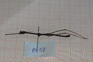 ( - Ph57)  @11 [ ] No Rights Reserved  Unspecified Unspecified