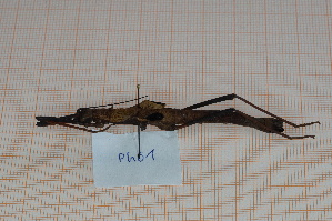  (Pseudophasma scabriusculum - Ph61)  @11 [ ] No Rights Reserved  Unspecified Unspecified
