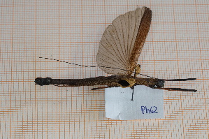  ( - Ph62)  @11 [ ] No Rights Reserved  Unspecified Unspecified