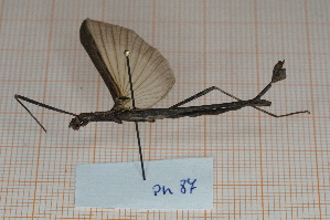  (Pseudophasma velutinum - Ph87)  @11 [ ] No Rights Reserved  Unspecified Unspecified