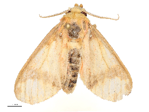  ( - CBG-B16504-A10)  @11 [ ] CreativeCommons - Attribution Share - Alike (2025) CBG Photography Group Centre for Biodiversity Genomics