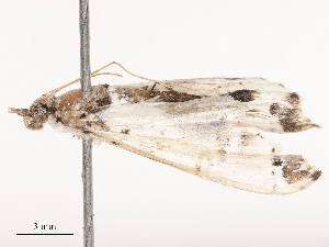  ( - CBG-B16504-C01)  @11 [ ] CreativeCommons - Attribution Share - Alike (2025) CBG Photography Group Centre for Biodiversity Genomics