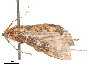  ( - CBG-B16504-C06)  @11 [ ] CreativeCommons - Attribution Share - Alike (2025) CBG Photography Group Centre for Biodiversity Genomics