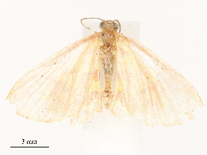  ( - CBG-B16504-E08)  @11 [ ] CreativeCommons - Attribution Share - Alike (2025) CBG Photography Group Centre for Biodiversity Genomics