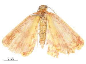  ( - CBG-B16504-E10)  @11 [ ] CreativeCommons - Attribution Share - Alike (2025) CBG Photography Group Centre for Biodiversity Genomics