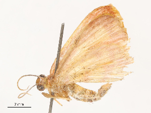  ( - CBG-B16504-E12)  @11 [ ] CreativeCommons - Attribution Share - Alike (2025) CBG Photography Group Centre for Biodiversity Genomics