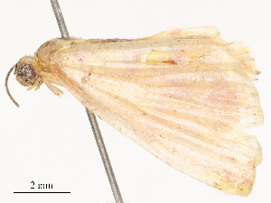  ( - CBG-B16504-F02)  @11 [ ] CreativeCommons - Attribution Share - Alike (2025) CBG Photography Group Centre for Biodiversity Genomics