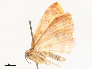  ( - CBG-B16504-F04)  @11 [ ] CreativeCommons - Attribution Share - Alike (2025) CBG Photography Group Centre for Biodiversity Genomics