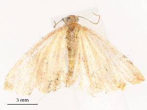  ( - CBG-B16504-H01)  @11 [ ] CreativeCommons - Attribution Share - Alike (2025) CBG Photography Group Centre for Biodiversity Genomics