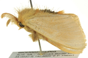  ( - BIOUG02250-D03)  @13 [ ] CreativeCommons - Attribution (2012) CBG Photography Group Centre for Biodiversity Genomics