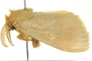  ( - BIOUG02250-F01)  @13 [ ] CreativeCommons - Attribution (2012) CBG Photography Group Centre for Biodiversity Genomics